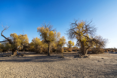 秋季蓝天下内蒙额济纳齐胡杨林风光