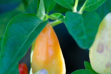 农村蔬菜大棚里的朝天椒特写