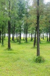 水边的一片绿色的人工池杉林