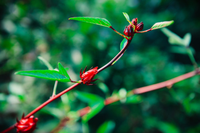 在树上的新鲜玫瑰茄洛神花植物