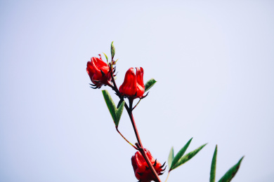 红色的药用花草茶洛神花树