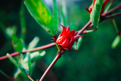 安神美容花茶植物玫瑰茄花树