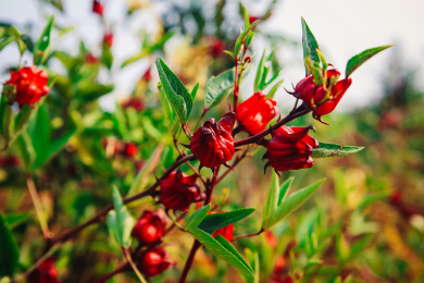 红色的药用花草茶洛神花树