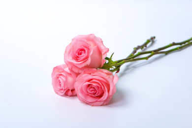 新鲜美丽的粉红色戴安娜玫瑰花