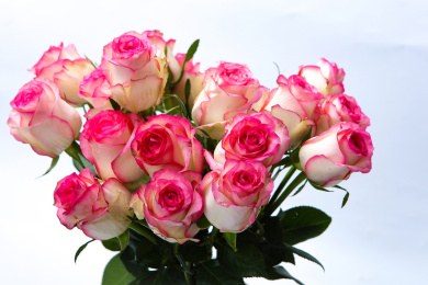 温馨浪漫的粉红色红袖玫瑰花束