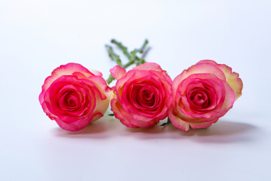 唯美浪漫的粉红色玫瑰花红袖玫瑰