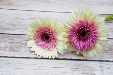  放在木板上的两朵大丽菊菊花 