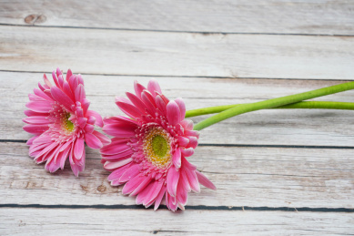 放在木条桌上的两支大丽菊菊花 