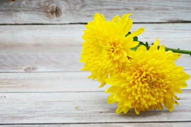 放在木条桌上的黄色大丽菊 