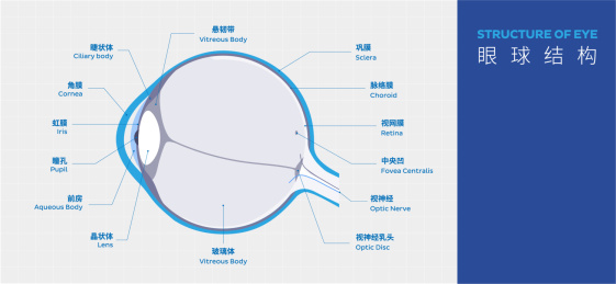 矢量扁平眼睛眼球结构介绍宣传展板