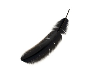 飞鸟或飞禽类动物羽毛形态