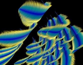 飞鸟或飞禽类动物羽毛形态