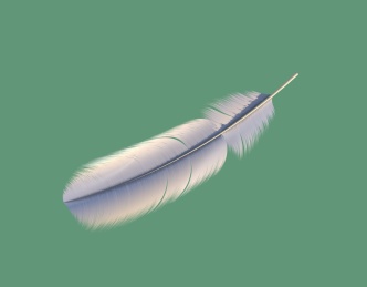 飞鸟或飞禽类动物羽毛形态