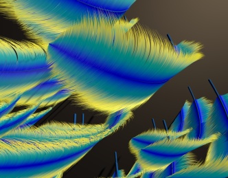 飞鸟或飞禽类动物彩色羽毛形态