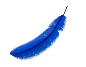 飞鸟或飞禽类动物羽毛形态