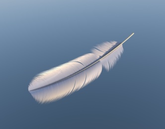 飞鸟或飞禽类动物羽毛形态