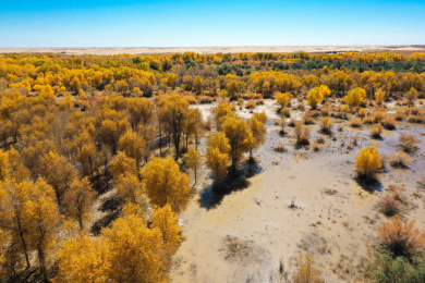 中国内蒙古自治区阿拉善盟额济纳旗金色胡杨林航拍视角