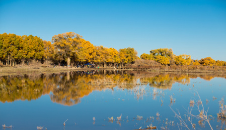 中国内蒙古自治区阿拉善盟额济纳旗水上胡杨林