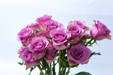 美丽鲜艳的紫色冷美人玫瑰花束