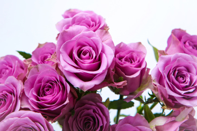 美丽娇艳的玫瑰花种冷美人