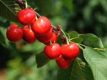 樱桃树上挂满红红的樱桃