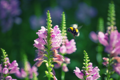 飞行在花丛中采蜜的熊蜂