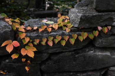石头墙上的红色爬墙虎