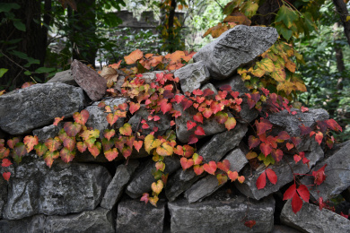 石头墙上的红色爬墙虎