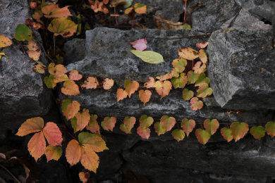 石头墙上的红色爬墙虎