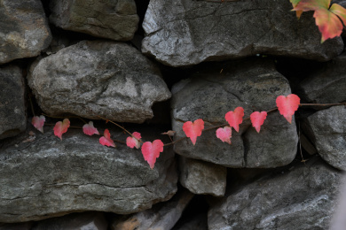 石头墙上的红色爬墙虎