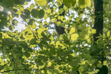 中国广东省广州市白云山上的紫荆花树叶