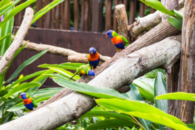 澳大利亚悉尼塔隆加动物园大鹦鹉