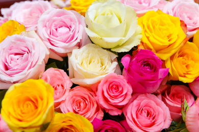 各种颜色丰富多彩新鲜盛开的玫瑰花