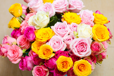 各种颜色丰富多彩新鲜盛开的玫瑰花