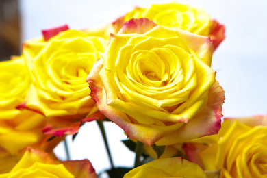 鲜艳盛开的玫瑰花黄色红边的闪耀玫瑰花