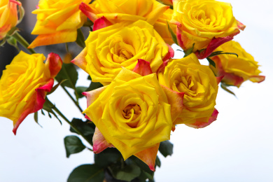 鲜艳盛开的玫瑰花黄色红边的闪耀玫瑰花