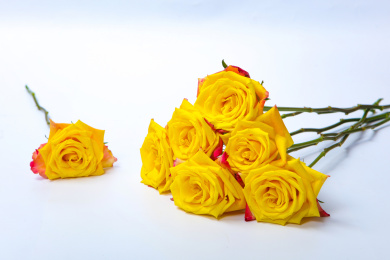 黄色红边的玫瑰花种闪耀玫瑰花