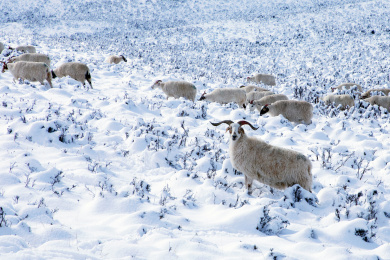 羊群在大雪覆盖的草原牧场上觅食