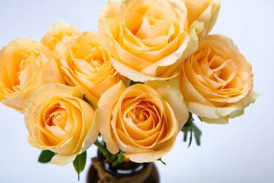 新鲜盛开绽放的玫瑰花香槟玫瑰