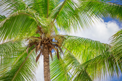 中国海南三亚的椰树和椰子