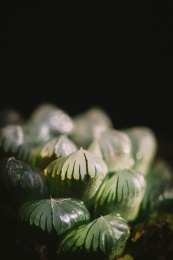 黑色背景前面的多肉植物玉露
