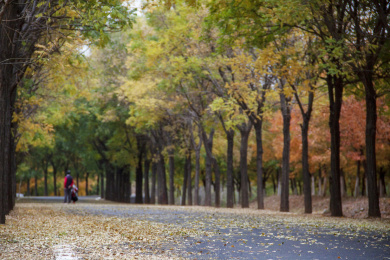 两边都是树的柏油路上秋天的景色