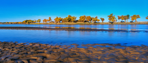 中国甘肃额济纳旗胡杨林风光