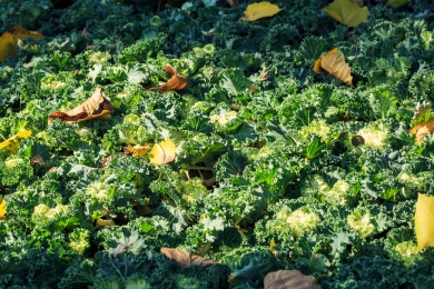 深秋北方公园羽衣甘蓝绿化带