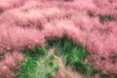 野外盛开的粉红色花田与草地
