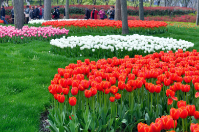 春天里色彩缤纷的郁金香鲜花背景