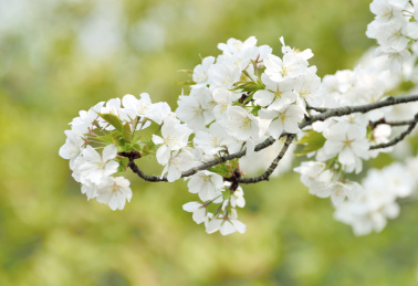 春天里的城市公园白色梨花树枝特写
