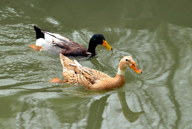 城市郊野公园淡水湖中游泳的鸭子