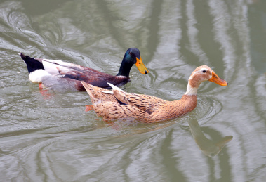 城市郊野公园淡水湖中游泳的鸭子