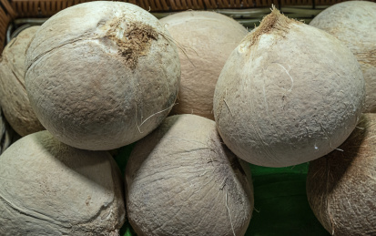 一堆新鲜的大椰子 大自然